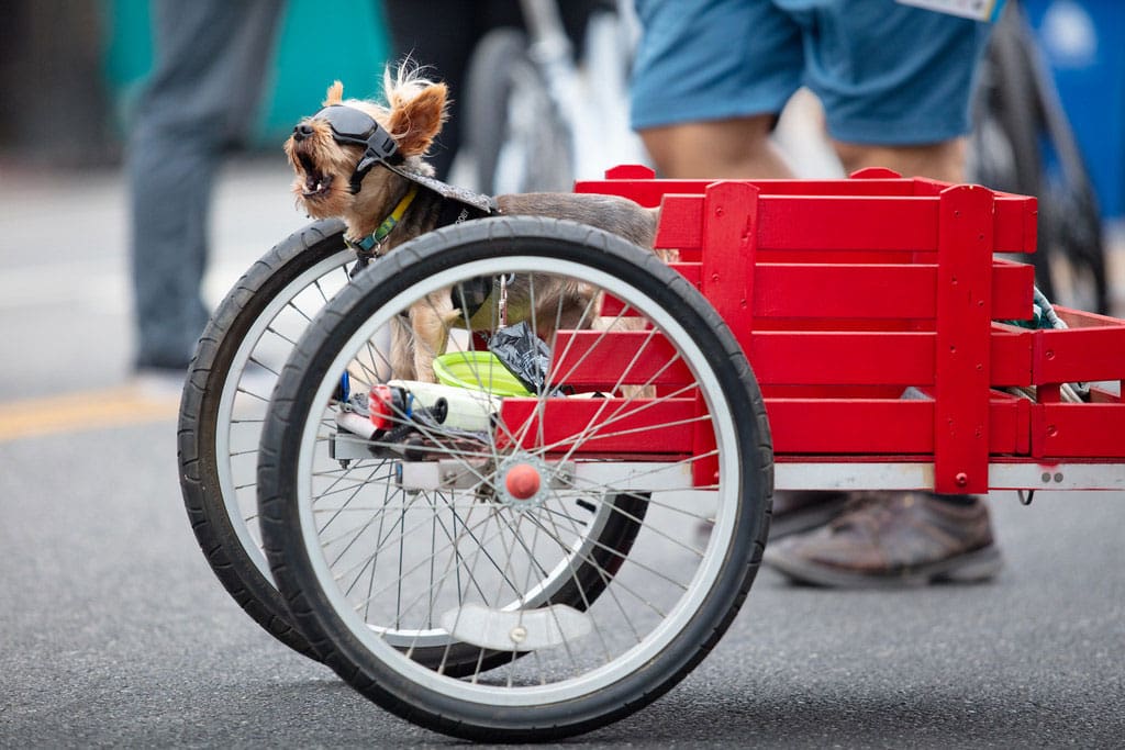 CicLAvia - Heart of  LA